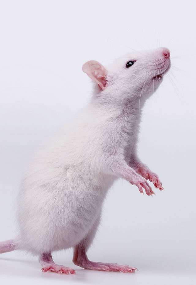 Harbour Mice